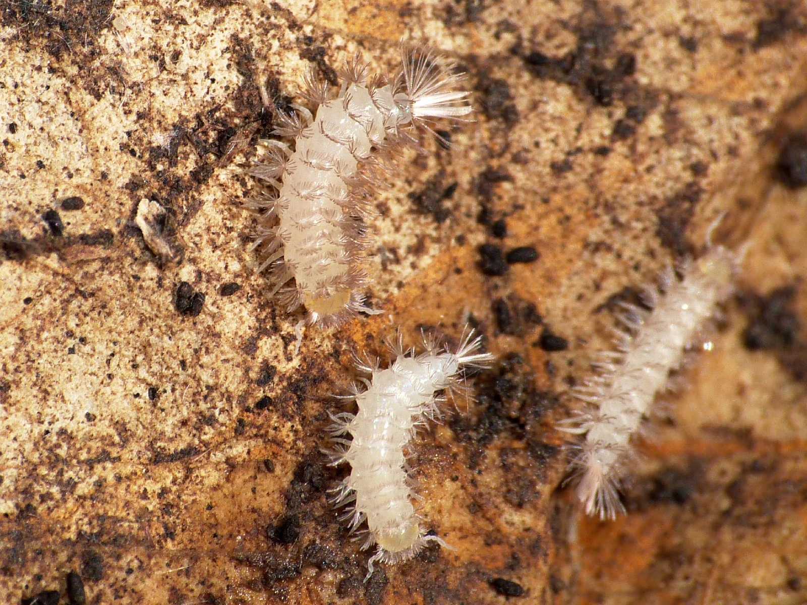 Polyxenida Lophoproctidae: Lophoproctus sp.